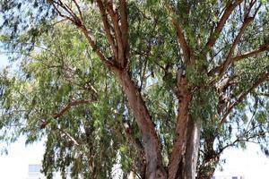 denso bosque de eucaliptos en el norte de israel foto