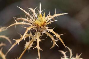 Thorny plants and flowers in a forest clearing. photo