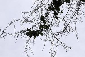 Thorny plants and flowers in a forest clearing. photo