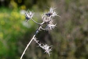 Thorny plants and flowers in a forest clearing. photo