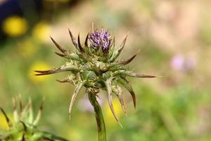 Thorny plants and flowers in a forest clearing. photo