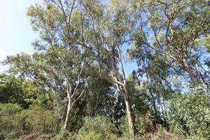 denso bosque de eucaliptos en el norte de israel foto