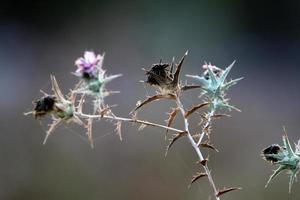 Thorny plants and flowers in a forest clearing. photo