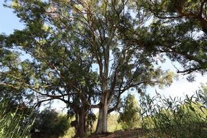 Dense eucalyptus forest in northern Israel photo