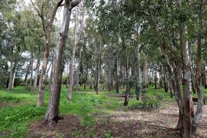 denso bosque de eucaliptos en el norte de israel foto