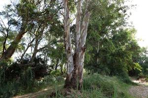 denso bosque de eucaliptos en el norte de israel foto