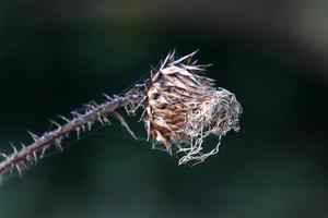 Thorny plants and flowers in a forest clearing. photo