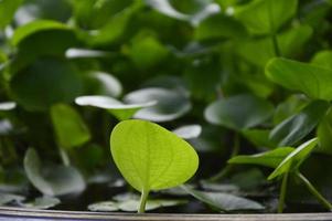 The young leaves of the lotus leaf are light green. photo