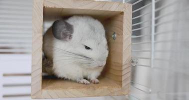 chinchilla linda mascota pelaje pelo blanco esponjoso y ojos negros. primer plano animal roedor adorable manso oído gris mirando a la cámara. Los mamíferos felinos son esponjosos y juguetones. video