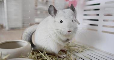 chinchilla linda mascota pelaje pelo blanco esponjoso y ojos negros. primer plano animal roedor adorable manso oído gris mirando a la cámara. Los mamíferos felinos son esponjosos y juguetones. video