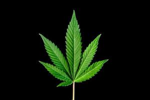 cannabis leaves on a black background for easy work photo