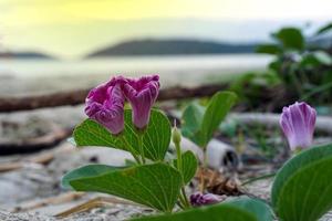 Morning glory or Goat's Foot Creeper contains substances that have antihistamine activity. Prevent jellyfish venom and insect bites by crushing leaves and vines and applying to the affected area. photo