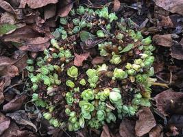 Stonecrop begins to grow during the warm winter in January, new shoots of the plant. Hylotelephium spectabile photo
