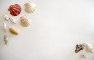 Template of shells on a white background, isolated, place for text. Top view photo