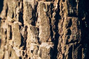 Close up macro bark texture background photo