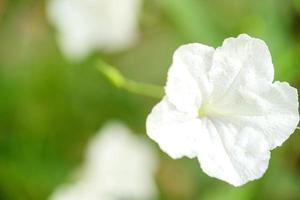 Close up white flower photo