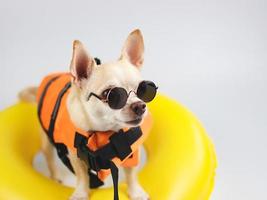 lindo perro chihuahua de pelo corto marrón con gafas de sol y chaleco salvavidas naranja o chaleco salvavidas parado en un anillo de natación amarillo, aislado en fondo blanco. foto