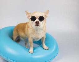 cute brown short hair chihuahua dog wearing sunglasses standing in blue swimming ring, isolated on white background. photo