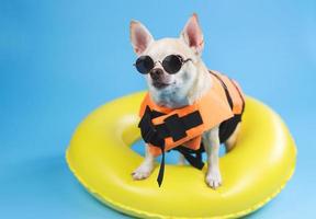 perro chihuahua de pelo corto marrón con gafas de sol y chaleco salvavidas naranja o chaleco salvavidas parado en un anillo de natación amarillo, mirando el espacio de la copia, aislado en fondo azul. foto