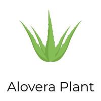 planta de aloe vera vector