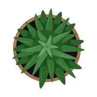 A house potted plant with leaves. Aloe. Top view. Cartoon flat vector illustration isolated on white background.