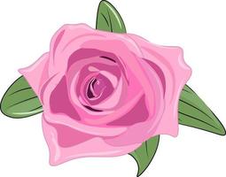 pink rose isolated on white vector