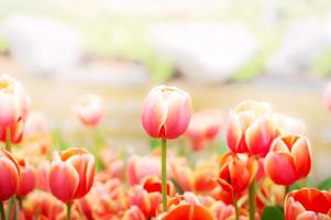 Close up of orange tulip in the garden photo