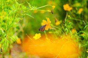 Blurry butterfly on orange cosmos flower in garden photo