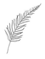 Palm Leaf vector illustration in line art style. Contour drawing of Branch of tropical tree. Exotic plant in outline style in white and black colors on isolated background. Tropical botanical sketch.