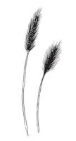 Vector hand drawn sketch of Wheat. Drawing of barley in line art style for beer label or logo for production of flour or beer. Engraved illustration of plant. Black line on isolated background.