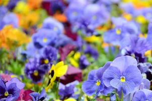 Multicolor pansy flowers or pansies close up as background or card photo