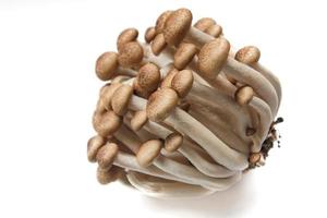 Brown beech mushrooms or Shimeji mushrooms isolated on white background photo