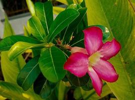 green leaves and flower plumeria plants in Indonesian called Cambodia pink and white photo