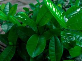 Saraca asoca green leaves. Daun bunga asoka in Indonesian. Suitable for background photo