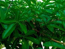 Saraca asoca green leaves. Daun bunga asoka in Indonesian. Suitable for backgroundgreen leaves of the mango plant or in Latin called Mangifera indica. Suitable as a background photo