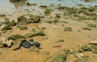 pebbles and shells on the sand by the beach photo