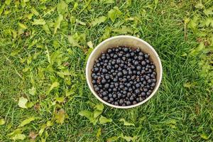 Fresh harvest of berries on a background of green grass. Freshly picked black currants in a container on the grass. photo