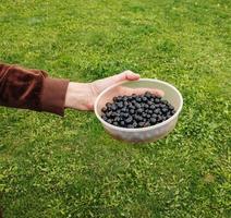 A hand holds fresh blackcurrant berries in a container. Fresh harvest of berries on a background of green grass. photo