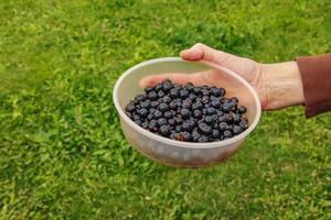 A hand holds fresh blackcurrant berries in a container. Fresh harvest of berries on a background of green grass. photo