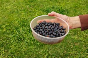 A hand holds fresh blackcurrant berries in a container. Fresh harvest of berries on a background of green grass. photo