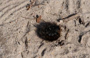 Macrothylacia Rubi - Brombeerspinner - Fox Moth in the nature reserve fischbeker heatherland photo