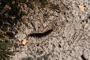 macrothylacia rubi - brombeerspinner - fox moth en la reserva natural fischbeker heatherland foto