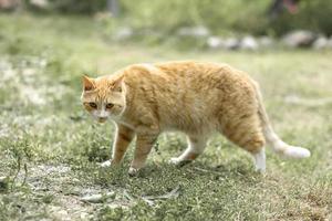 A red striped cat walks on the grass outside photo