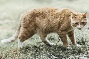 A red striped cat walks on the grass outside photo