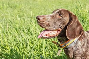 A young hunting dog of the Kurz-Haar breed in the tall green grass in the park. summer time vacation photo