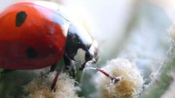 Ladybird on a cactus video