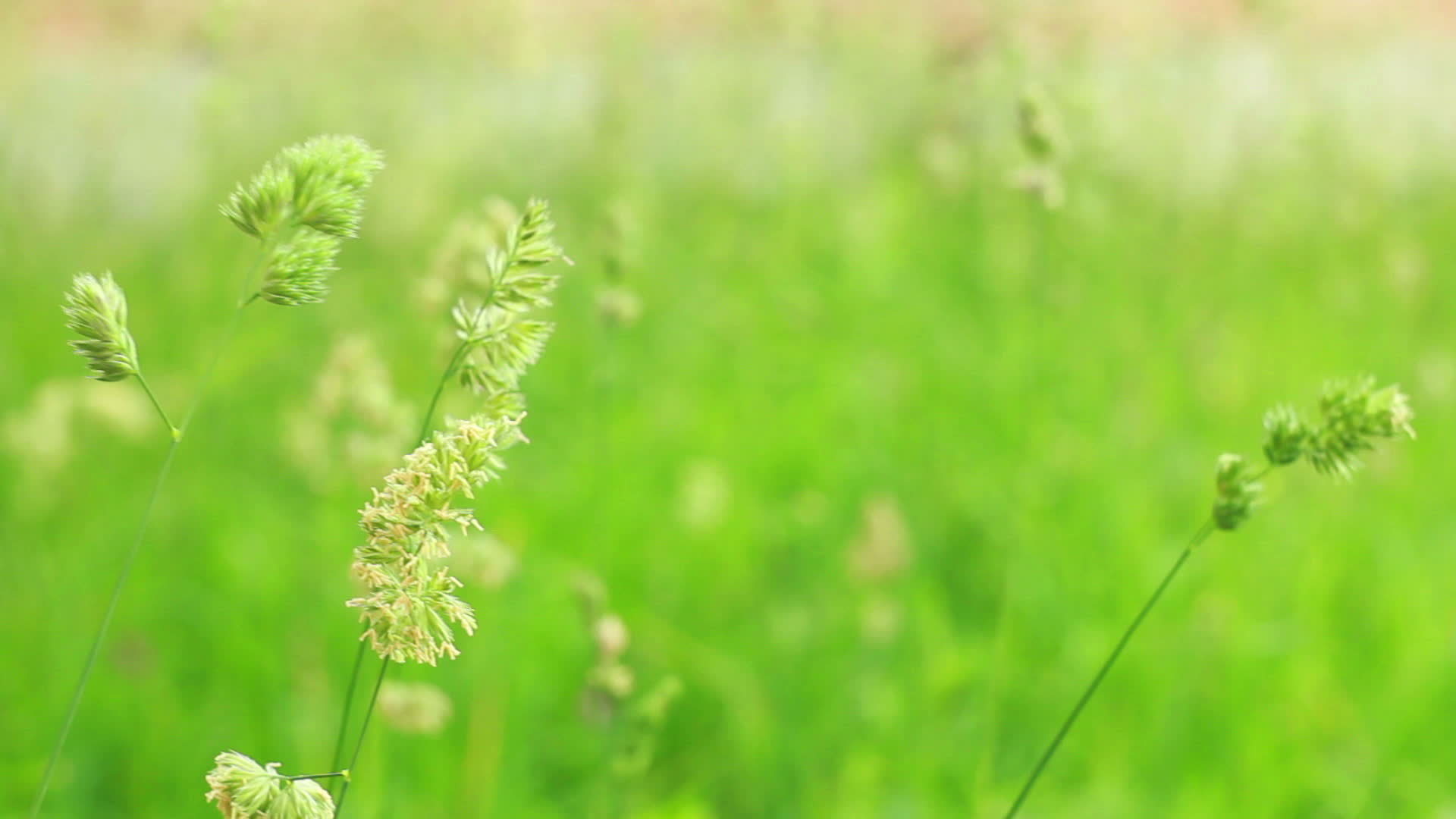 close up of grass staggers 14306998 Stock Video at Vecteezy