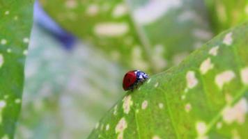 Ladybug walks on green leaf video