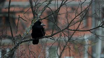 Ravens on tree video