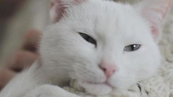 White cat playing video